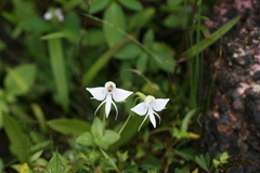 Habenaria rariflora